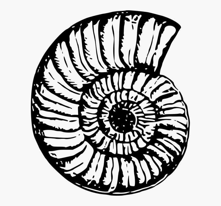Beach Shell Cliparts 20, Buy Clip Art - Black And White Shell Png, Transparent Png