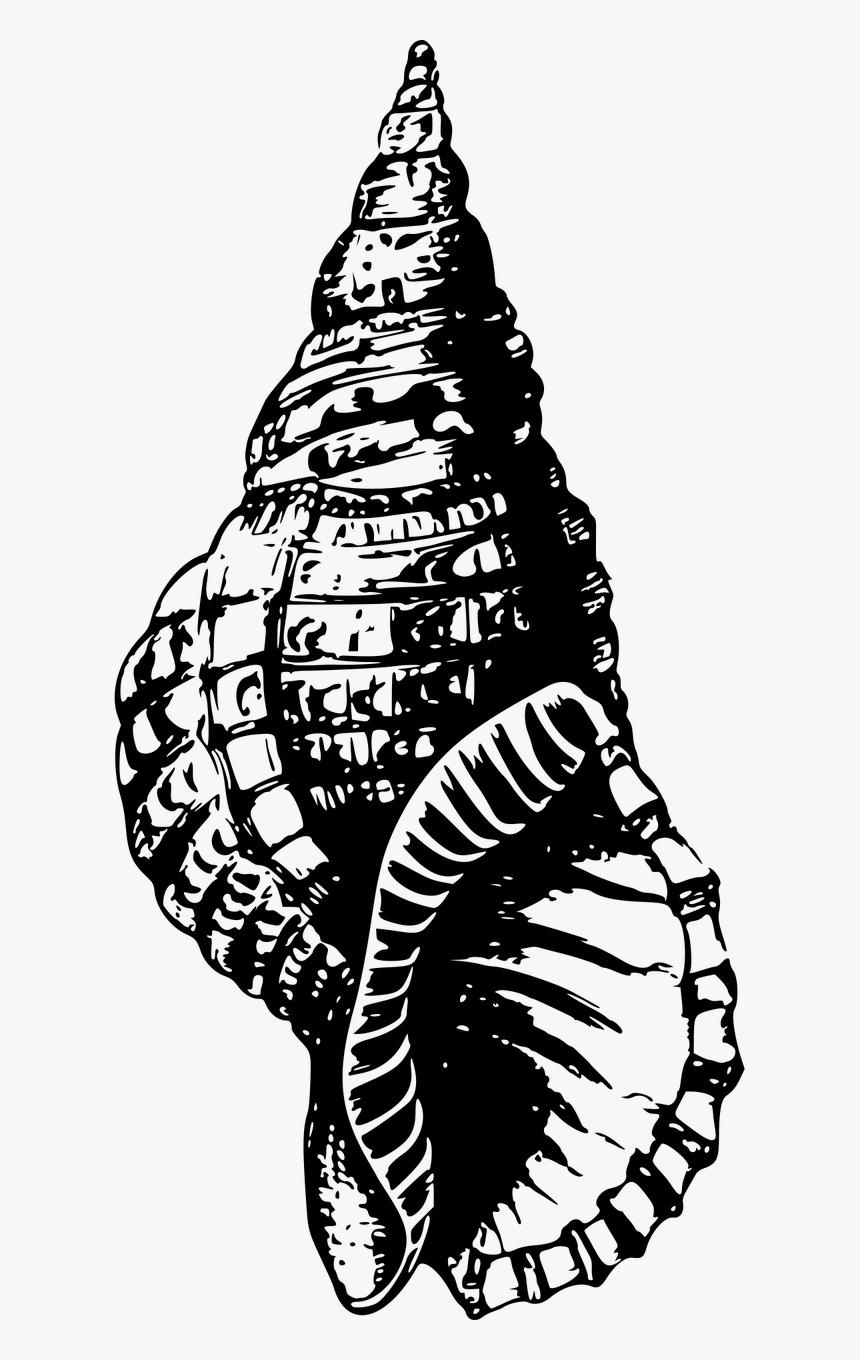 Snail Shell Black And White Png, Transparent Png