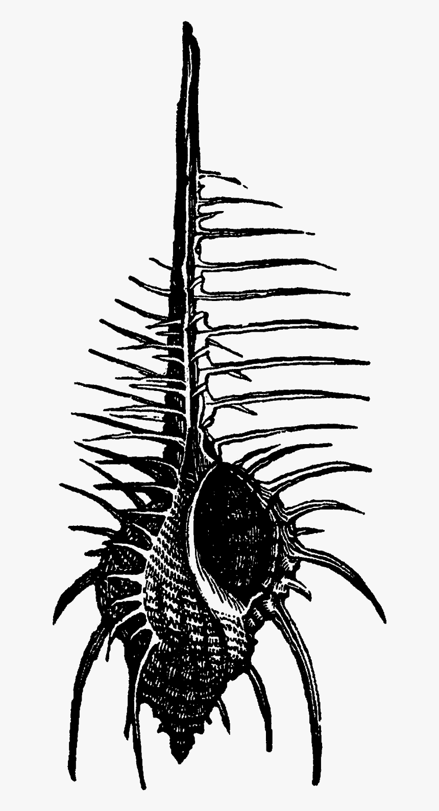 Centipede, HD Png Download