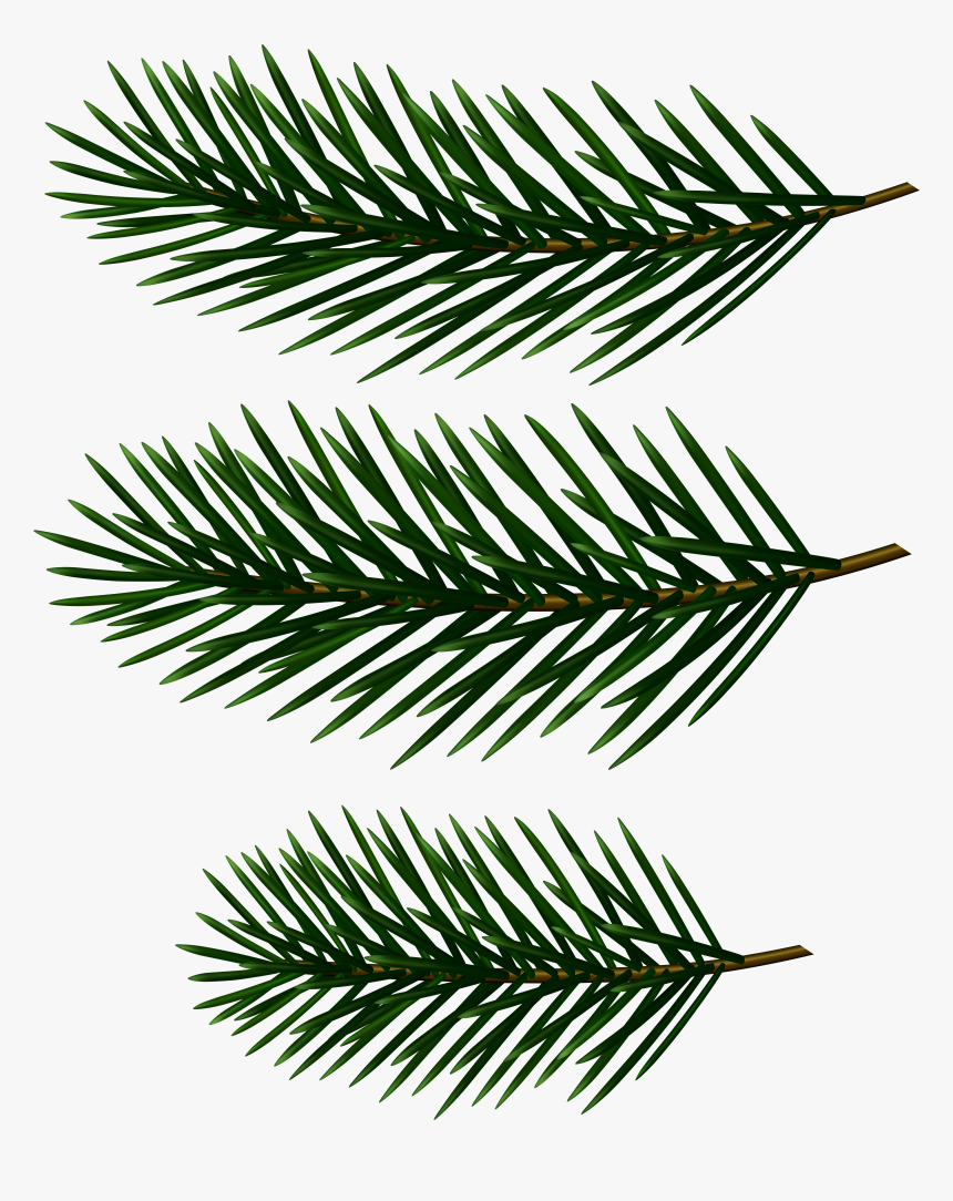 Transparent Pine Clipart - Pine Tree Branch Clip Art, HD Png Download
