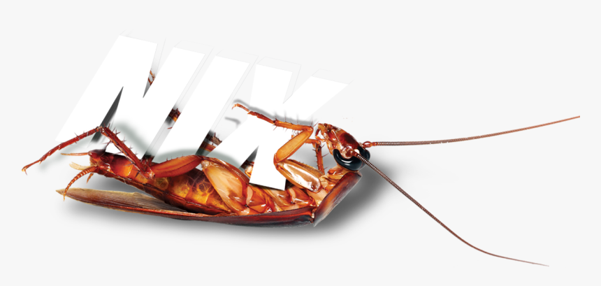 Terminix Roach - Cockroach, HD Png Download