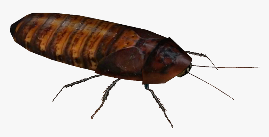 Madagascar Hissing Cockroach, HD Png Download
