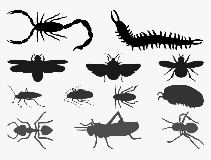 Beetle Cockroach Silhouette Butterfly - Silhueta De Insectos Png, Transparent Png