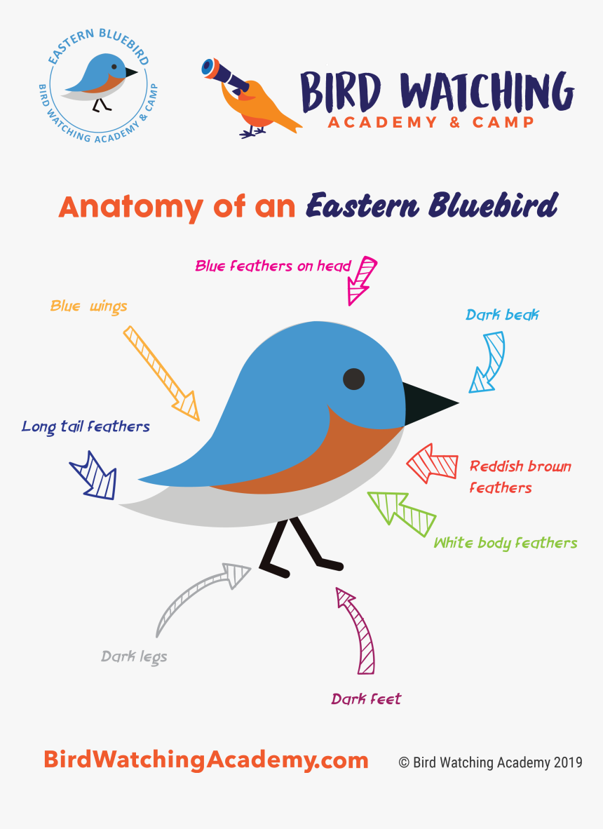 Great Horned Owl Anatomy, HD Png Download