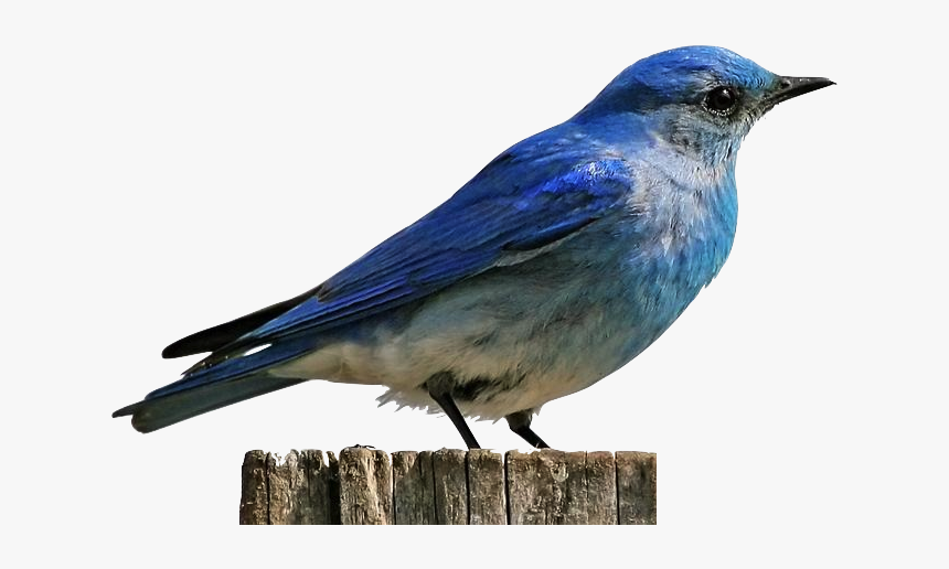Mountain Bluebird, HD Png Download