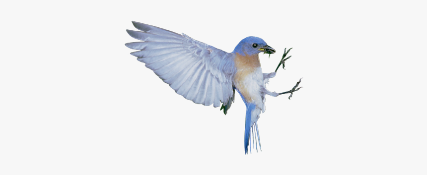 The Blue Bird Syndrome Happiness - Bird Spider, HD Png Download