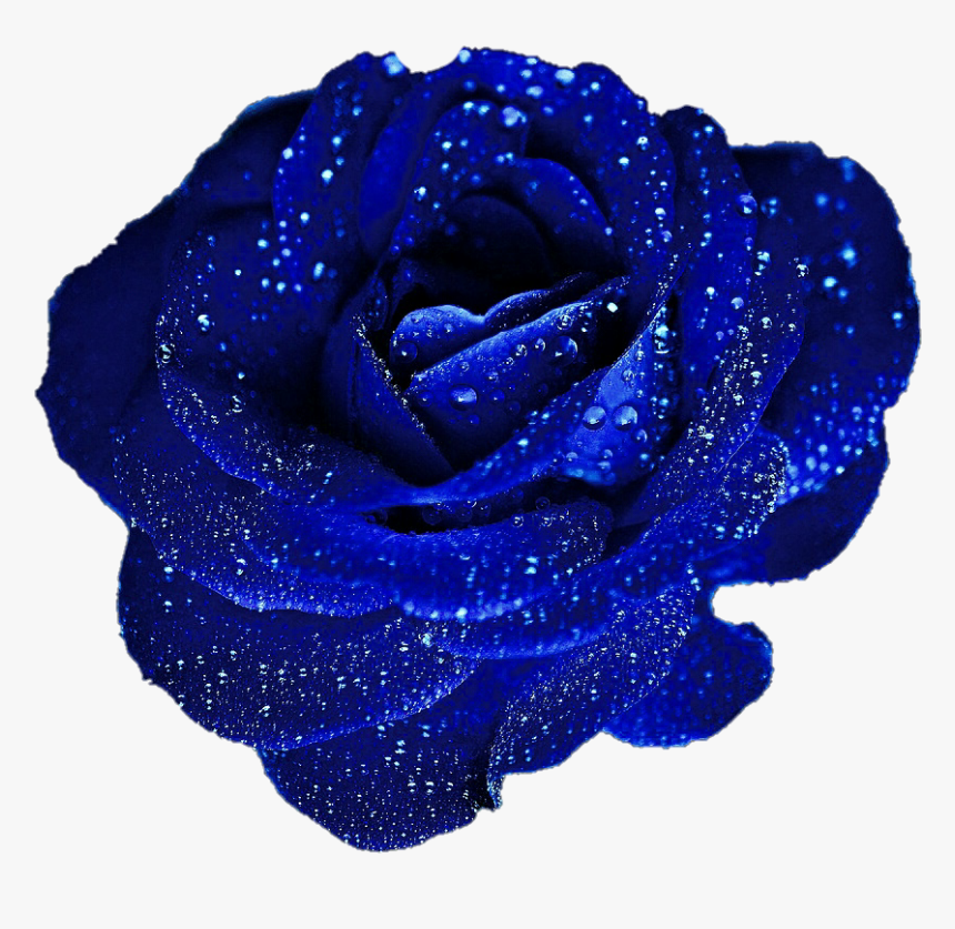 Blue Roses Png, Transparent Png