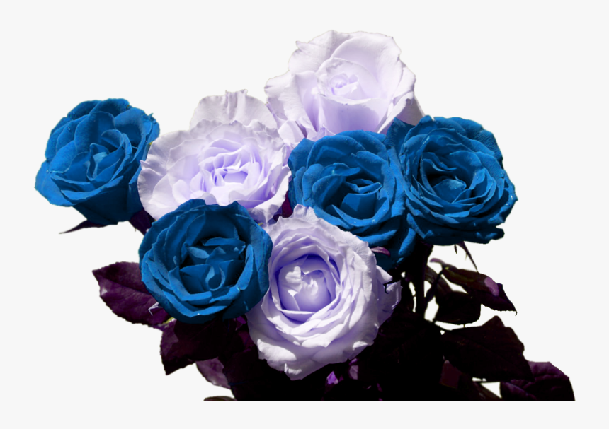 White Roses Wallpaper Hd, HD Png Download