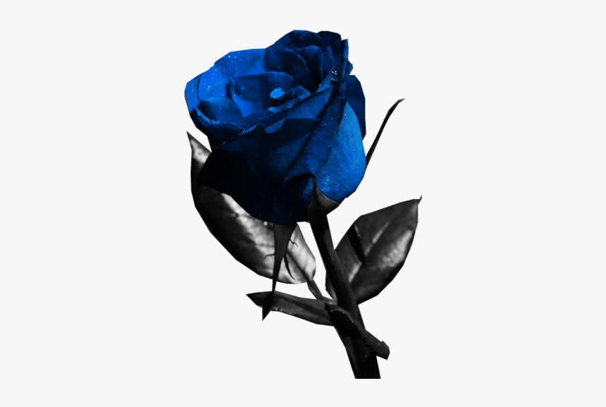 Blue Rose Psd, HD Png Download