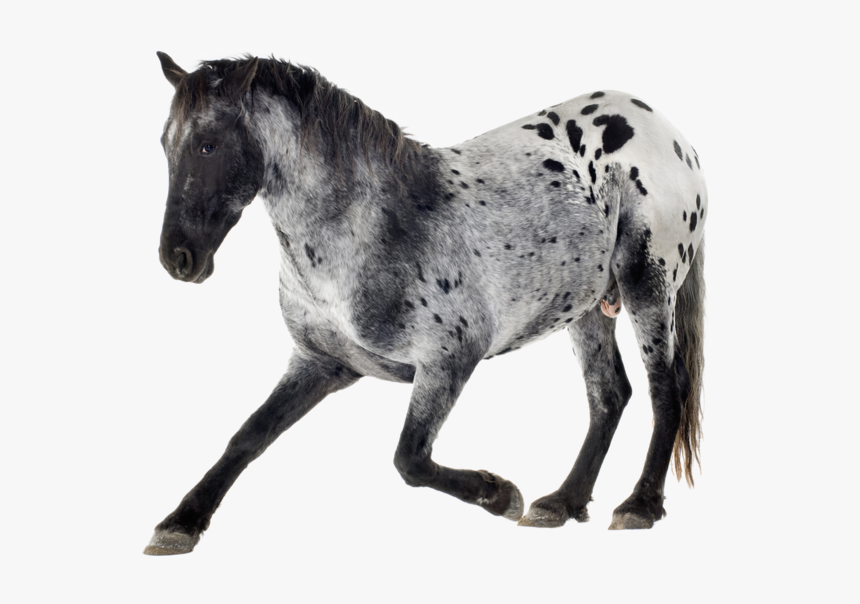 Grey And White Horses Appaloosa, HD Png Download