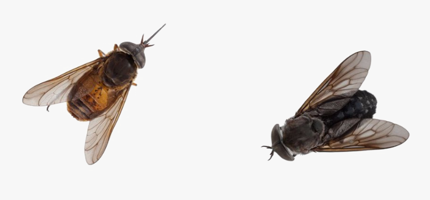 Black Horse Fly Png Pic - Transparent Flies Png, Png Download
