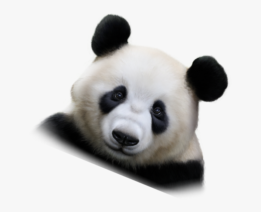 Panda, HD Png Download
