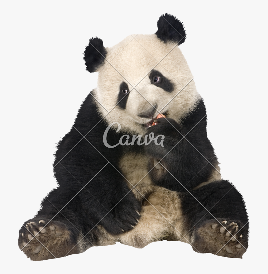 Clip Art Panda Bear Image - Panda Bear Sitting, HD Png Download