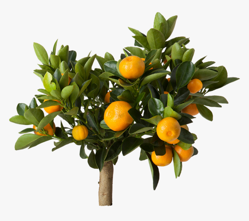 Citrus Ikea, HD Png Download