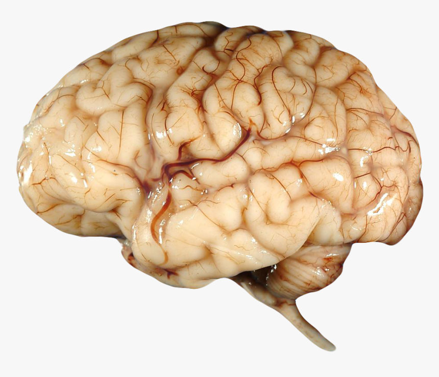 Transparent Background Human Brain Png, Png Download