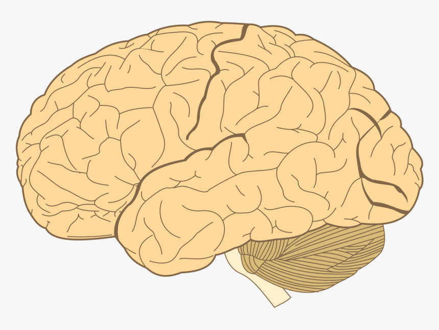 Lobes Of The Brain, HD Png Download