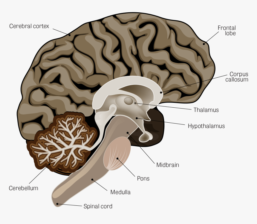 Parkinsons Brain, HD Png Download