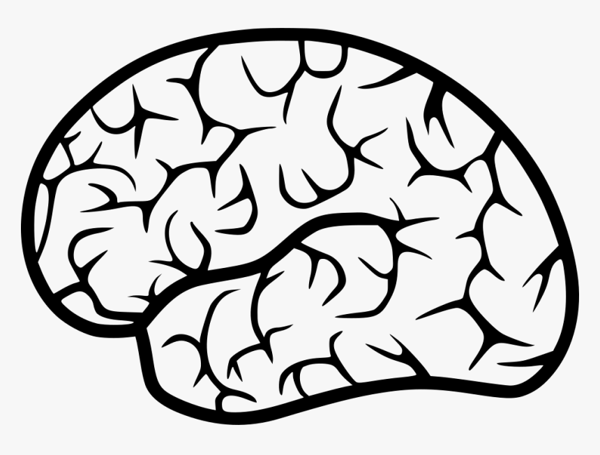 Human Brain, HD Png Download
