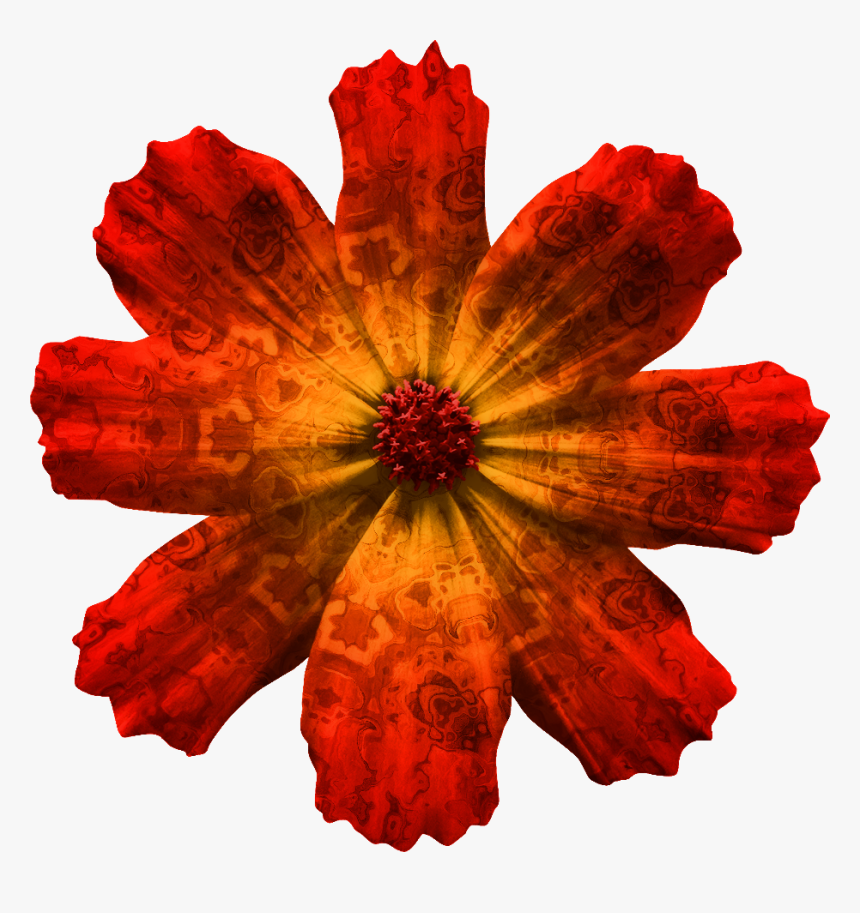 Draw A Cosmos Atrosanguineus , Png Download - Cosmos Flower Transparent Background, Png Download