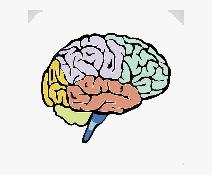 Lobes Of The Cerebrum - Sections Of A Brain, HD Png Download