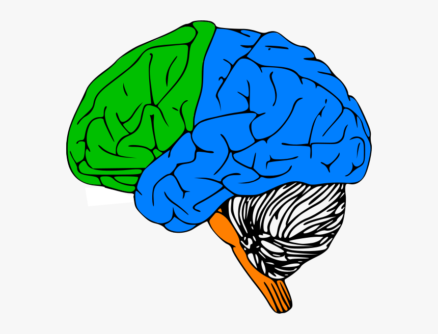 Luria Clip Art At Clker Com Vector - Outline Of Human Brain, HD Png Download