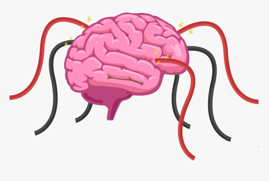 The Human Brain Is A Hive Of Electrical Activity With - Parts Of The Brain Grade 4, HD Png Download