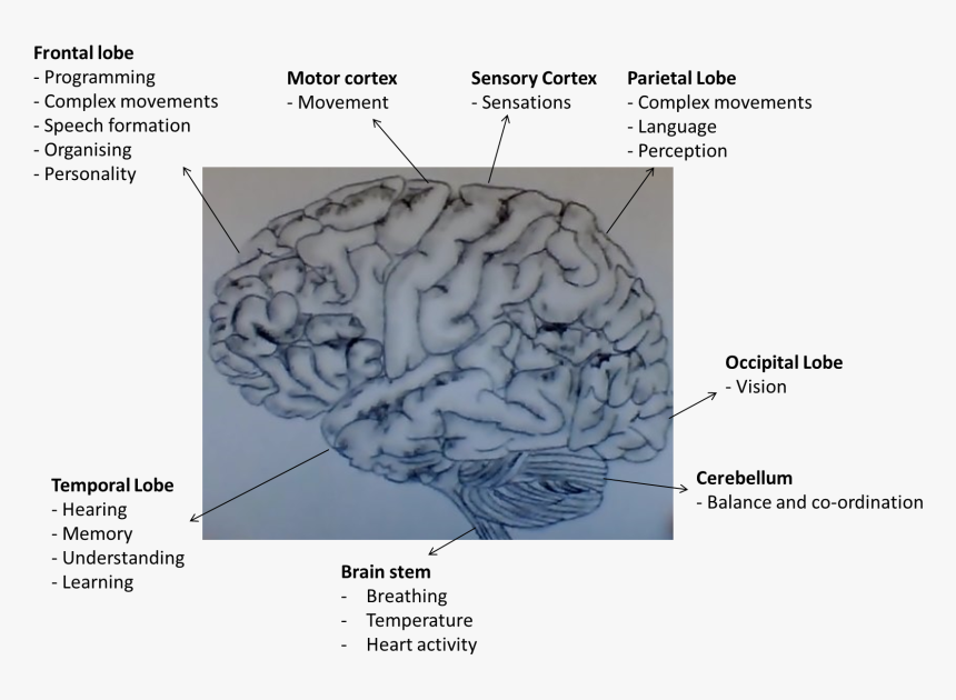 Functions Of Areas Of The Human Brain - Human Brain With Dementia, HD Png Download