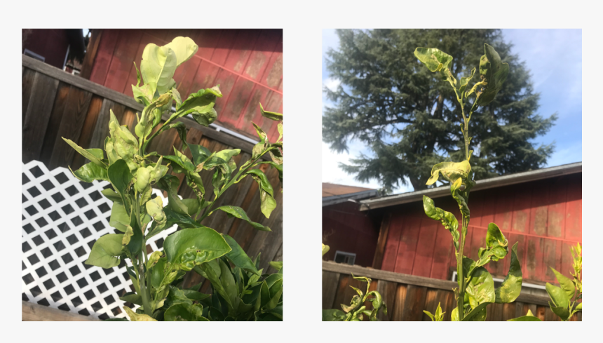 Enter Image Description Here - Tree, HD Png Download