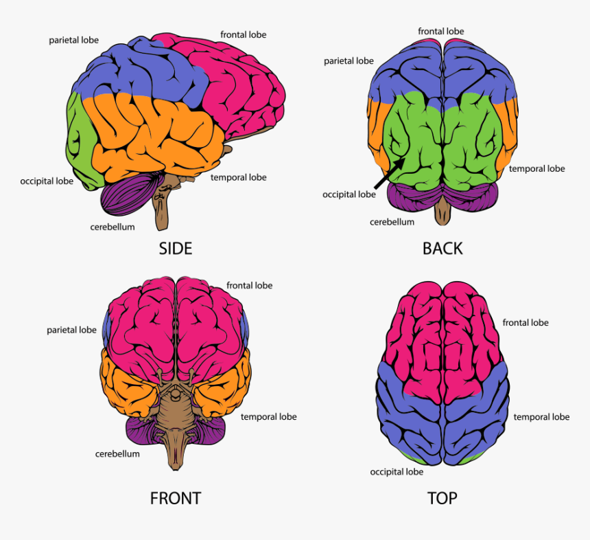 Part Of The Brain Controls Reading, HD Png Download