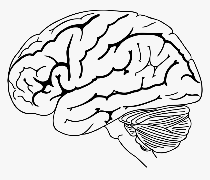 Clip Art Collection Of Free Drawing - Brain Drawing Png, Transparent Png