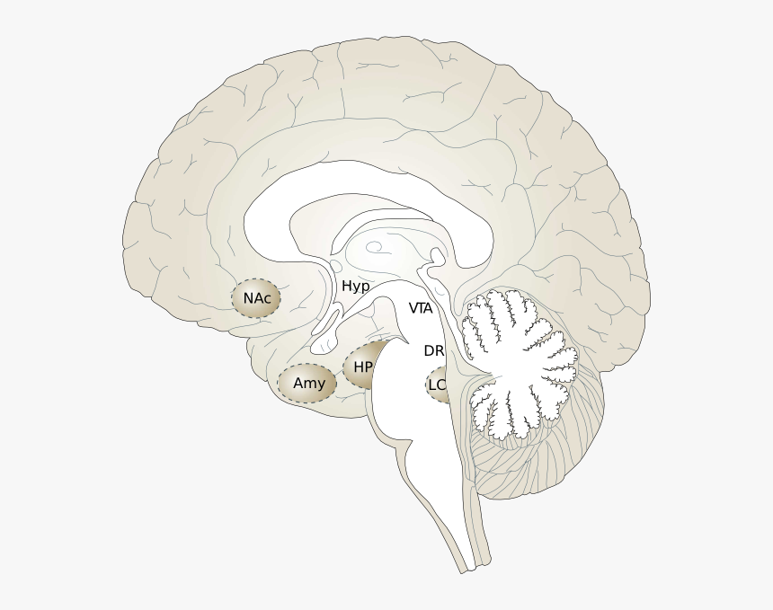 Brain Cross Section Transparent, HD Png Download