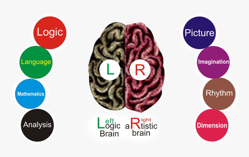 Scientifically Human Brain Is Divided Into Two Parts - Bracelet, HD Png Download