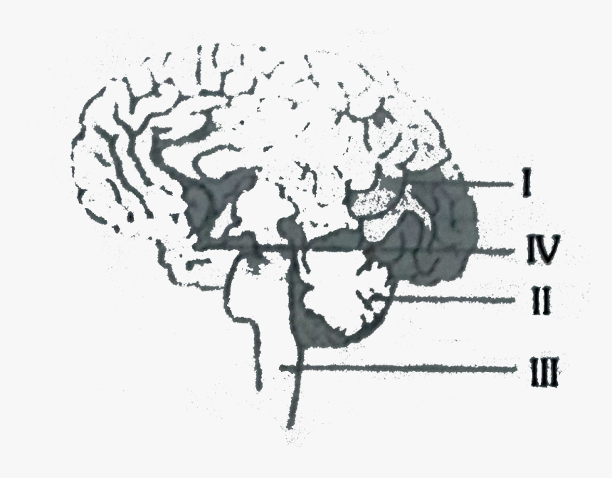 Drawing, HD Png Download