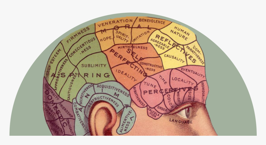 Brain - Brain Psychology Head, HD Png Download