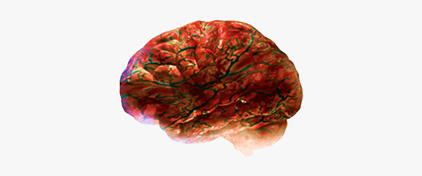 Brain (as Food), HD Png Download