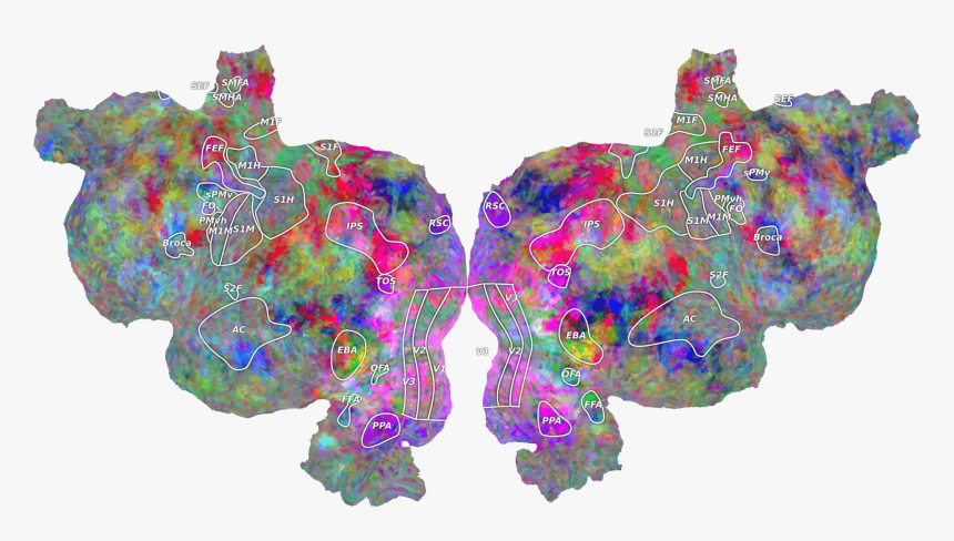 A Flattened Representation Of The Human Brain Imaged - Python Fmri, HD Png Download