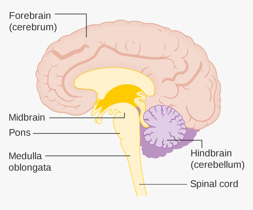 Brainstem, HD Png Download