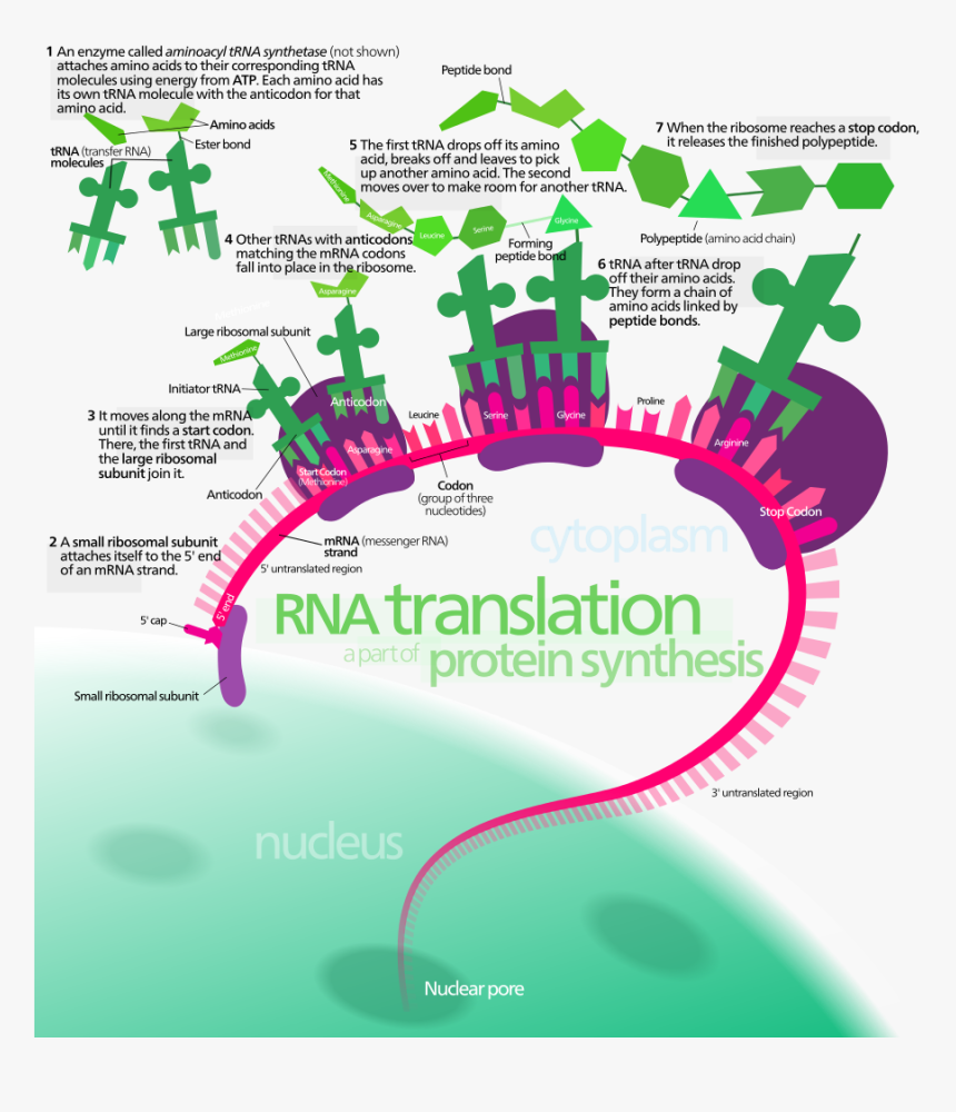 Translation Biology, HD Png Download