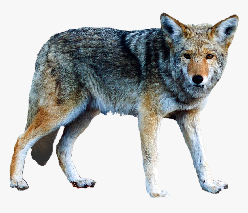 Transparent Lobo Png - Lobo Png, Png Download
