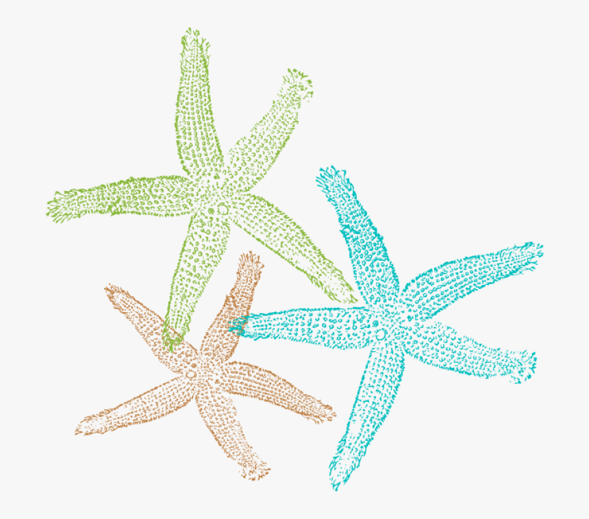 Transparent Background Star Fish Clipart, HD Png Download