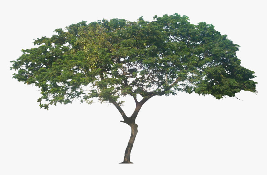 African Trees Png - Samanea Saman Rain Tree Png, Transparent Png