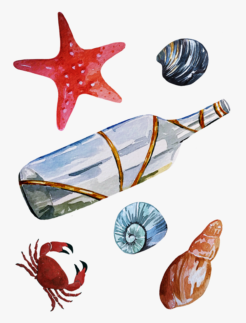 Seaside Illustration Maritime Illustration Seashells - Starfish, HD Png Download