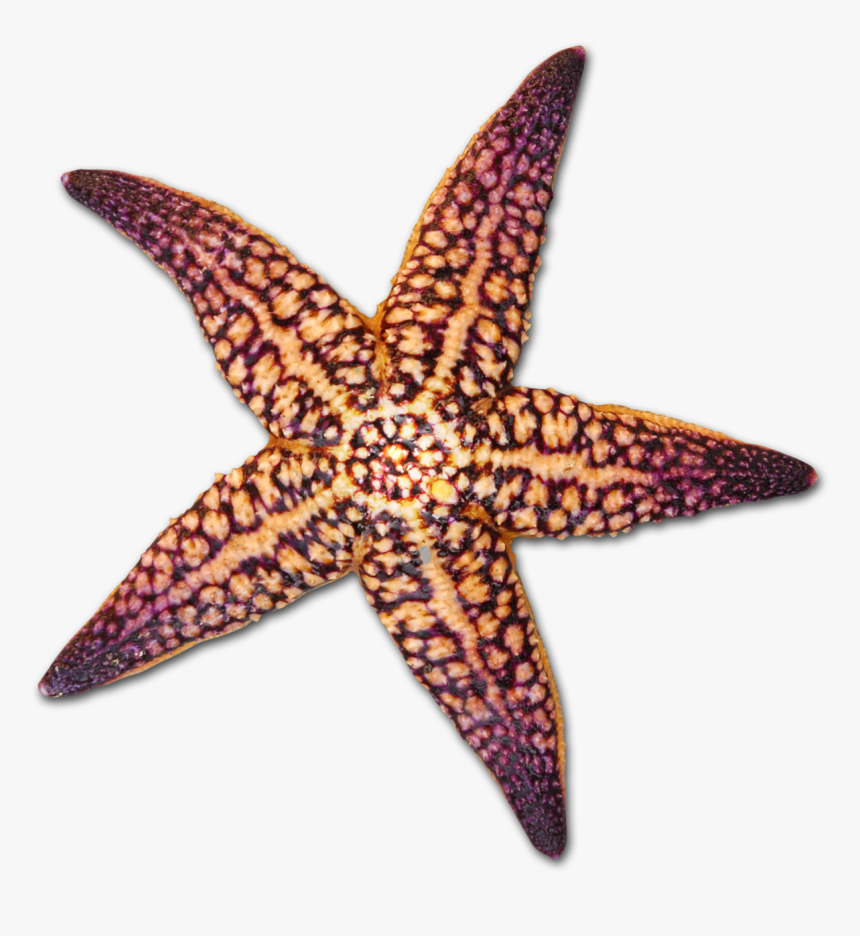 At Getdrawings Com Free For Personal Use Ⓒ - Starfish Sea Shell Transparent Background, HD Png Download