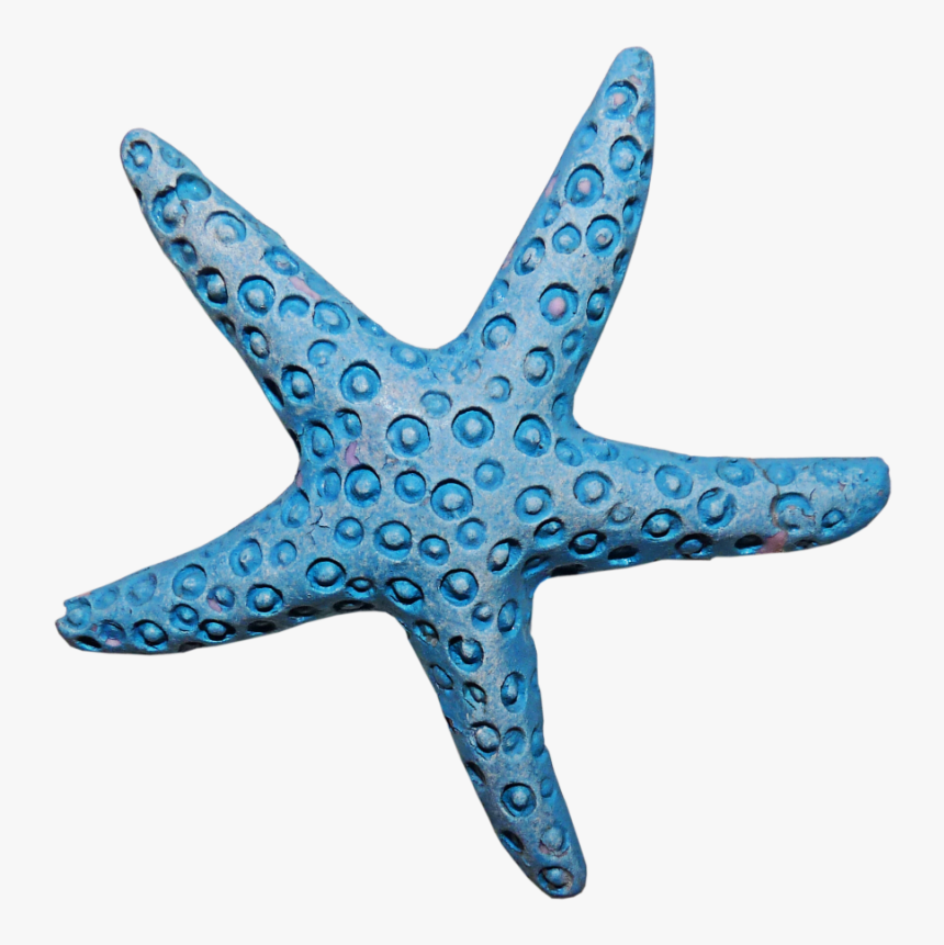 Starfish Clipart Aqua - Coral Png, Transparent Png