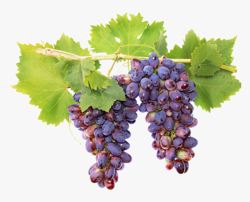 Tube Fruit, Raisin Png, Vigne, Vendanges Seedless Fruit, Transparent