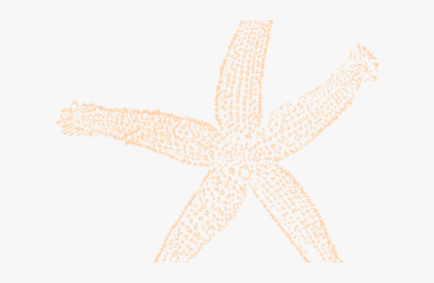Starfish Clipart Peach - Beige Starfish Clipart, HD Png Download