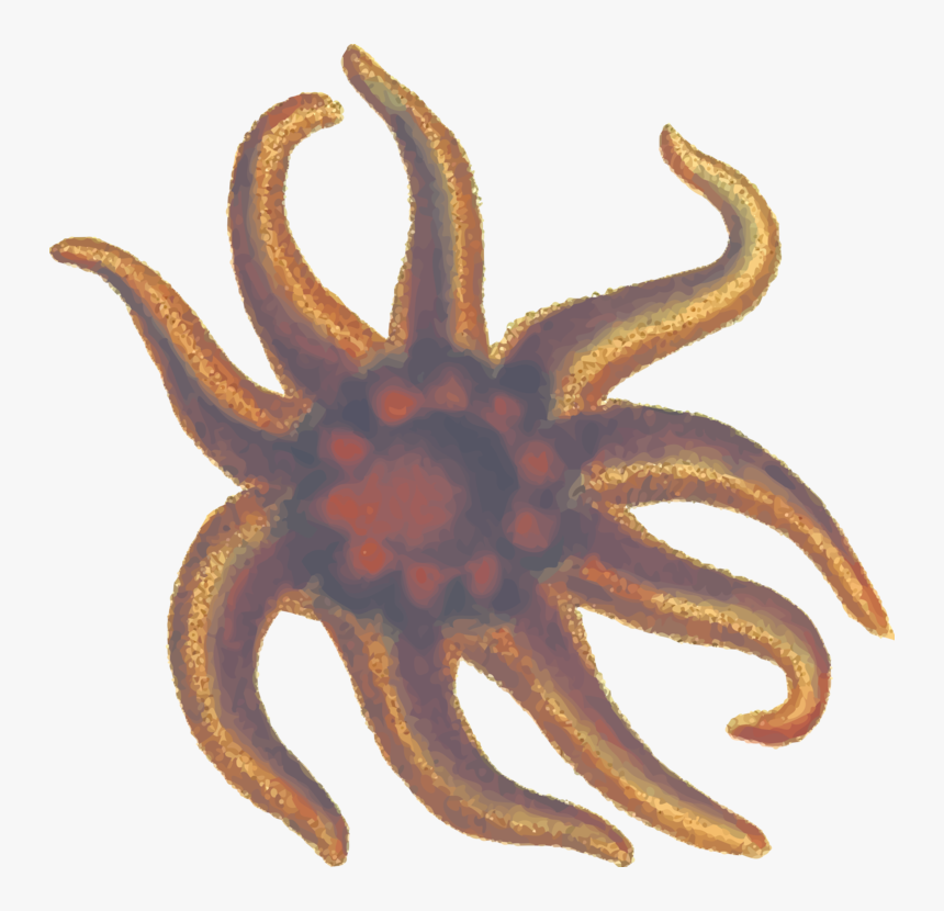 Marine - Echinoderm, HD Png Download