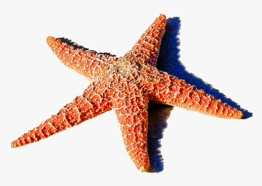 Red Starfish Png 1459k Clipart Panda Free Clipart Images - Ocean Starfish, Transparent Png