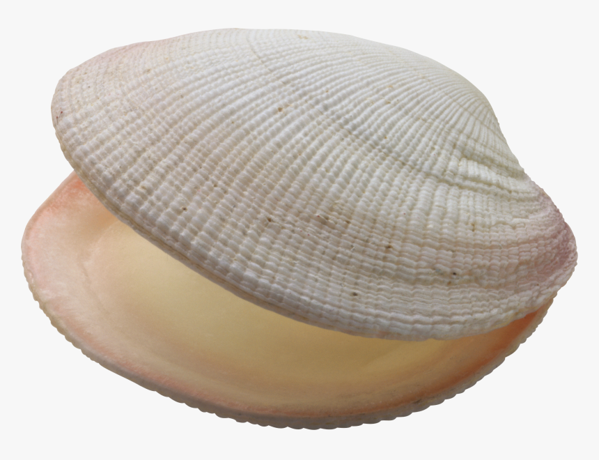 Seashell Png - Bivalvia Png, Transparent Png