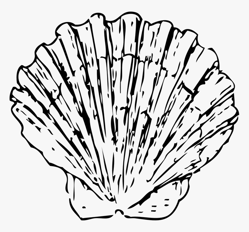 Scallop, Shell, Seashell, Clam, Marine, Ocean, Aquatic - Scallop Black And White, HD Png Download